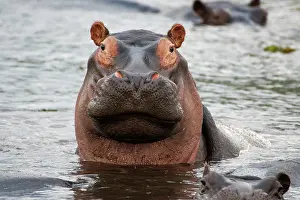 Hippopotamidae: Hippopotamus (Hippopotamus amphibius) in water