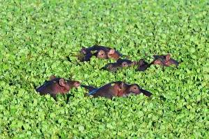 Hippopotamus: Hippopotamus (Hippopotamus amphibus), group in pond