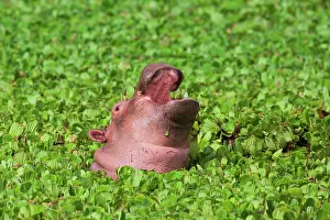 Aroid: Hippopotamus (Hippopotamus amphibus), young with