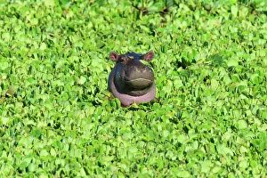 Hippopotamus: Hippopotamus (Hippopotamus amphibus), young in pond