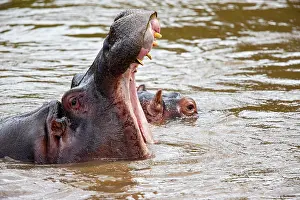 Hippopotamus: Hippopotamus (Hippopotamus amphiibius) Masai Mara