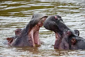 Hippopotamus: Hippopotamus (Hippopotamus amphiibius) Masai Mara