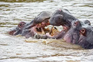 Hippopotamus: Hippopotamus (Hippopotamus amphiibius) Masai Mara