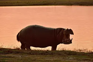 Threaten: Hippopotamus, Hippopotamus (Hippopotamus amphibius)