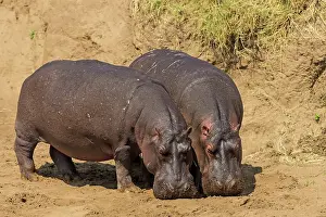 Hippopotami: Hippopotamus Hippos feeding on river bank