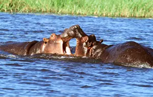 Clem Haagner: HIPPOPOTAMUS - Jousting, facing each other