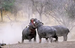 Confronation: Hippopotamus - Juvenile males play fighting