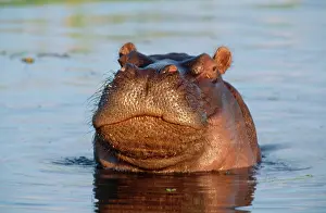 Ingrid Van Den Berg: HIPPOPOTAMUS - Juvenile, in the water
