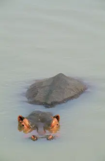 Lazing: HIPPOPOTAMUS - Lazing in the Luangwa River