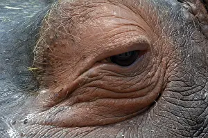 Senses: Hippopotamus left eye