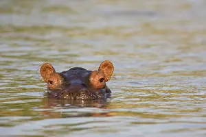 Hippopotamus - In the Lufupa River