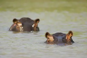 Hippopotamus - In the Lufupa River