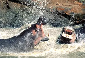 Bulls: Hippopotamus - males fighting