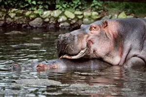 Hippos: HIPPOPOTAMUS - Mating