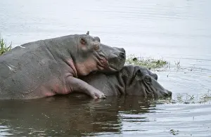 Hippos: HIPPOPOTAMUS - mating in water