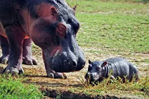 Hippopotamus - Mother with baby