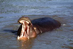 Ferrero Labat: HIPPOPOTAMUS - mouth open