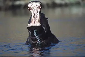 Hippos: HIPPOPOTAMUS - with mouth open