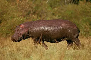 Marks: Hippopotamus - with mud marks