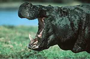Mouths: HIPPOPOTAMUS - with open mouth