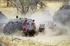 Oxpeckers: Hippopotamus - with oxpeckers on back
