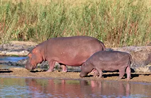 Ingrid Van Den Berg: HIPPOPOTAMUS - pair sunning themselves by the water