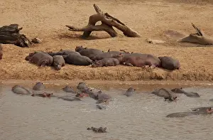 Sandbank: Hippopotamus pod of Hippos sleeping on sandbank and in water