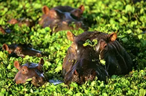 Salvinia: Hippopotamus - in pond covered with Salvinia molesta