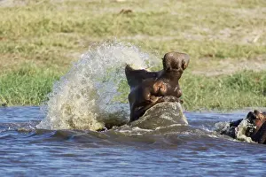 Raging: Hippopotamus - Still raging after having fought