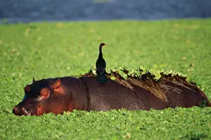 Hitchhiking: Hippopotamus - With Reed Cormorant on back