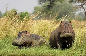 Zambezi: Hippopotamus - Resting on an island in the Zambezi River