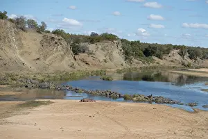 Hippos: Hippopotamus - resting on sandbank by Letaba river