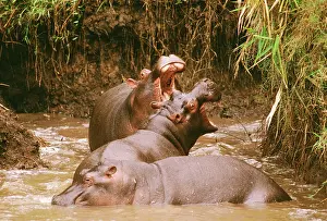 Degrees: Hippopotamus - ritualised fighting, gaping the