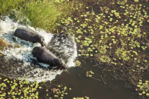 Hippopotamus rushing into the water of a freshwater