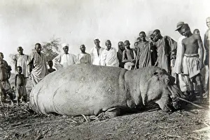 Natives: Hippopotamus shot beside the Nile, old postcard