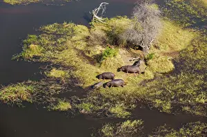 Lazing: Hippopotamus small breeding family grazing amd lazing
