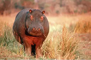 Chris Harvey: HIPPOPOTAMUS - standing in evening light