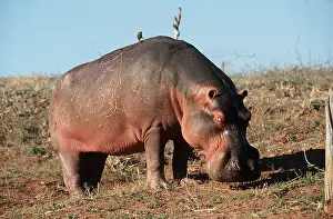 Size: HIPPOPOTAMUS - standing side view