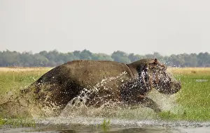 Startled: Hippopotamus - Startled bull running through the