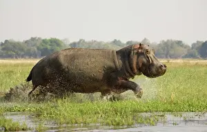 Splashing: Hippopotamus - Startled bull running through the