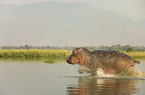 Startled: Hippopotamus - Startled bull running at a shallow