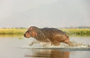 Startled: Hippopotamus - Startled bull running at a shallow