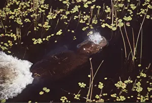 Breathing: HIPPOPOTAMUS - swimming underwater