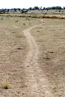 Footprints: Hippopotamus trail leading away from water