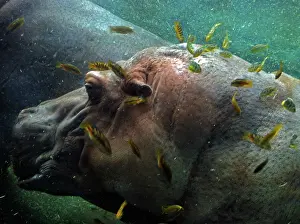 Cichlids: Hippopotamus underwater with cichlid fish feeding