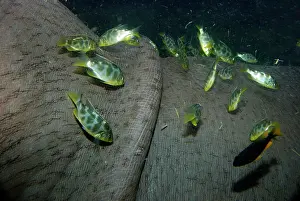 Cichlids: Hippopotamus underwater with cichlid fish feeding
