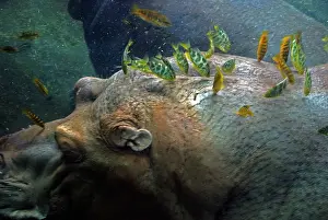 Cichlids: Hippopotamus underwater with cichlid fish feeding