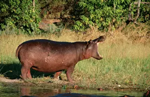 Ingrid Van Den Berg: HIPPOPOTAMUS - side view, yawning, by the water