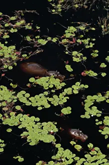 Waterlilies: Hippopotamus - In water