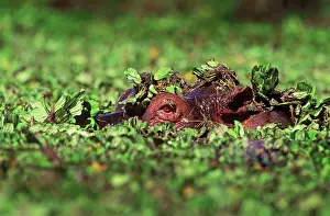 Swmming: Hippopotamus - in water, eye showing, surrounded